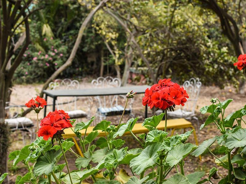 Casa Campo Lindo Olmué Dış mekan fotoğraf